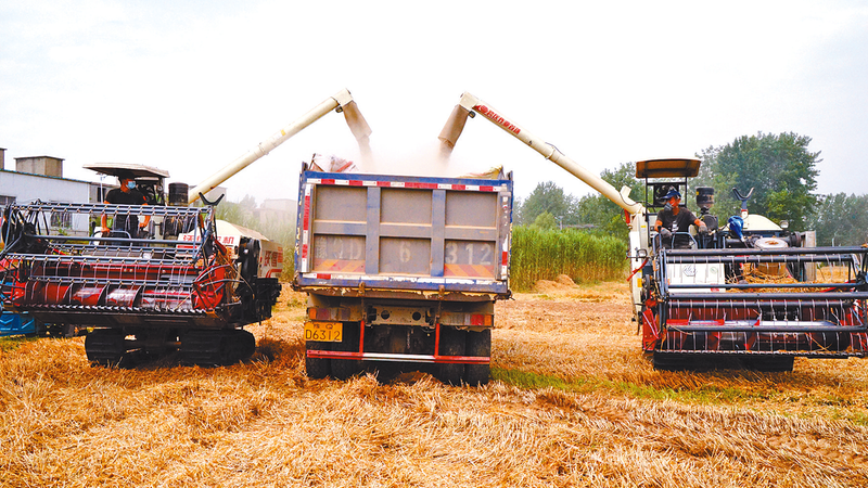 石磨富硒黑小麦产品(石墨富硒黑小麦)-硒宝网