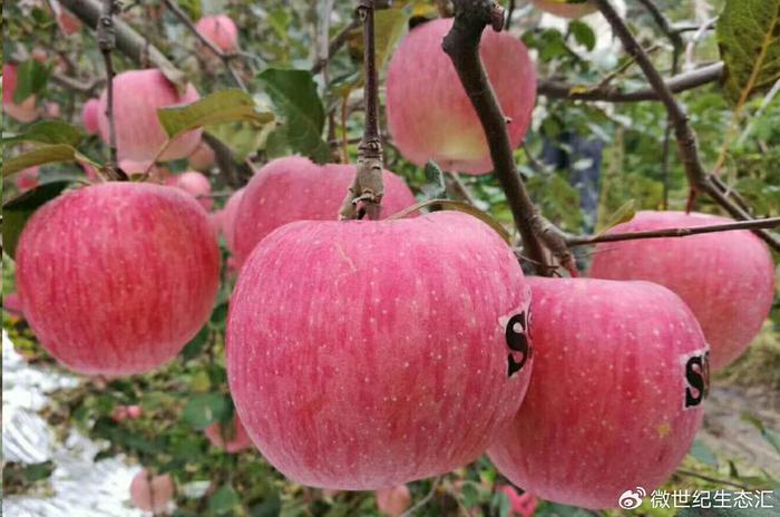 富硒产品都是些什么（富硒产品是骗局）-硒宝网