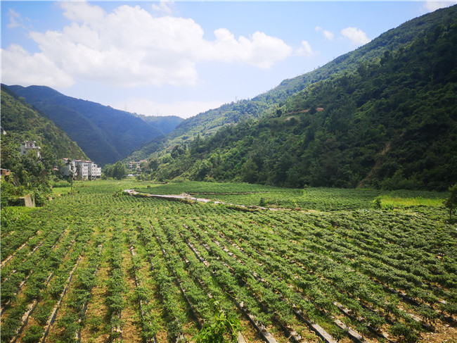 富硒产品开发及加工（富硒产品如何生产）-硒宝网