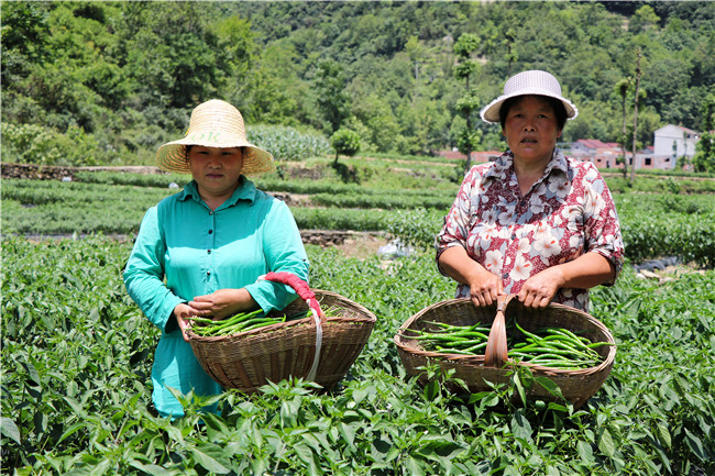 富硒产品开发及加工（富硒产品如何生产）-硒宝网