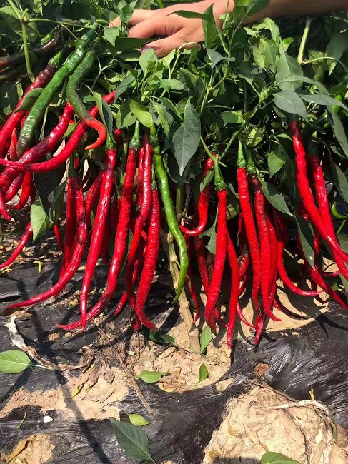 富硒产品开发及加工（富硒产品如何生产）-硒宝网