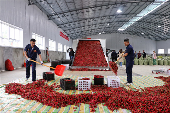 富硒产品开发及加工（富硒产品如何生产）-硒宝网