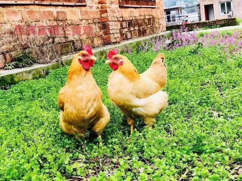 富硒农产品  市?。ǜ晃┎肥谐」婺＃?硒宝网