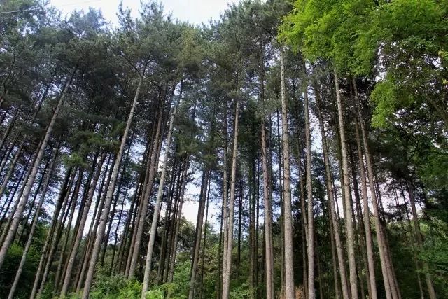 恩施富硒产品介绍词（恩施富硒产品有哪些）-硒宝网