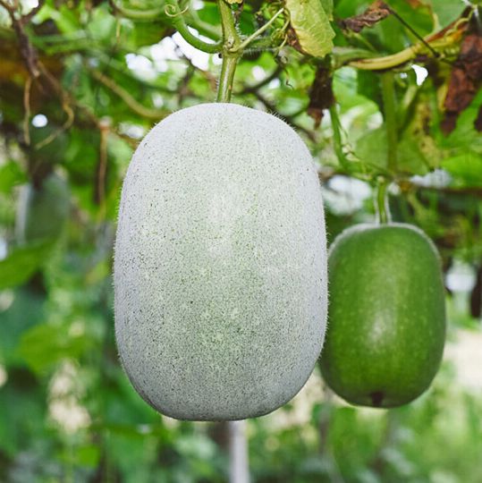 什么蔬菜可以补铁（补铁好的蔬菜）-硒宝网