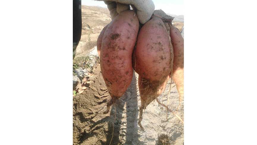 烟台蓬莱富硒鱼产品（蓬莱特产鱼）-硒宝网