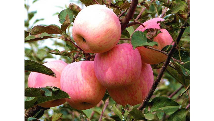 烟台蓬莱富硒鱼产品（蓬莱特产鱼）-硒宝网