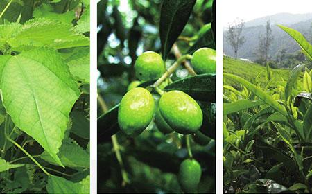 富硒生态产品的开发（富硒生态农产品）-硒宝网