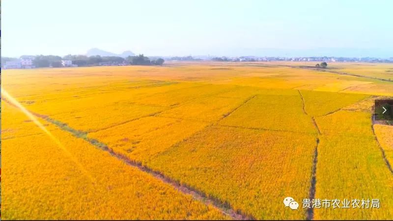 贵港市富富硒农产品(贵港富硒农产品协会)-硒宝网