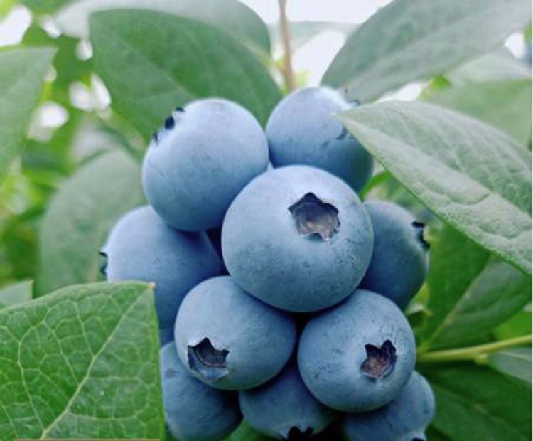 微源富硒农产品含硒（农源含微富硒产品硒含量多少）-硒宝网