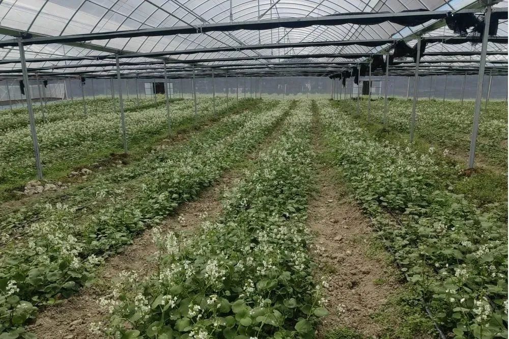 恩施富硒农产品广告(恩施富硒产品是传销吗)-硒宝网