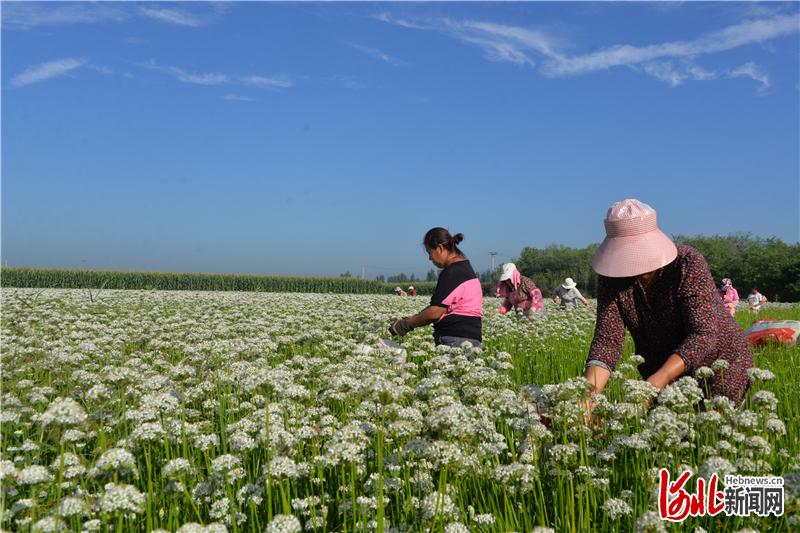 河北保定农产品富硒(河北富硒带)-硒宝网