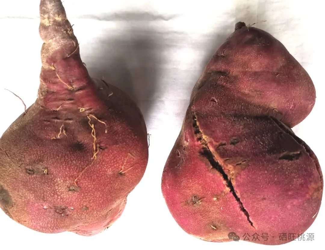 桃源富硒产品研究所(桃源研究富硒产品的意义)-硒宝网