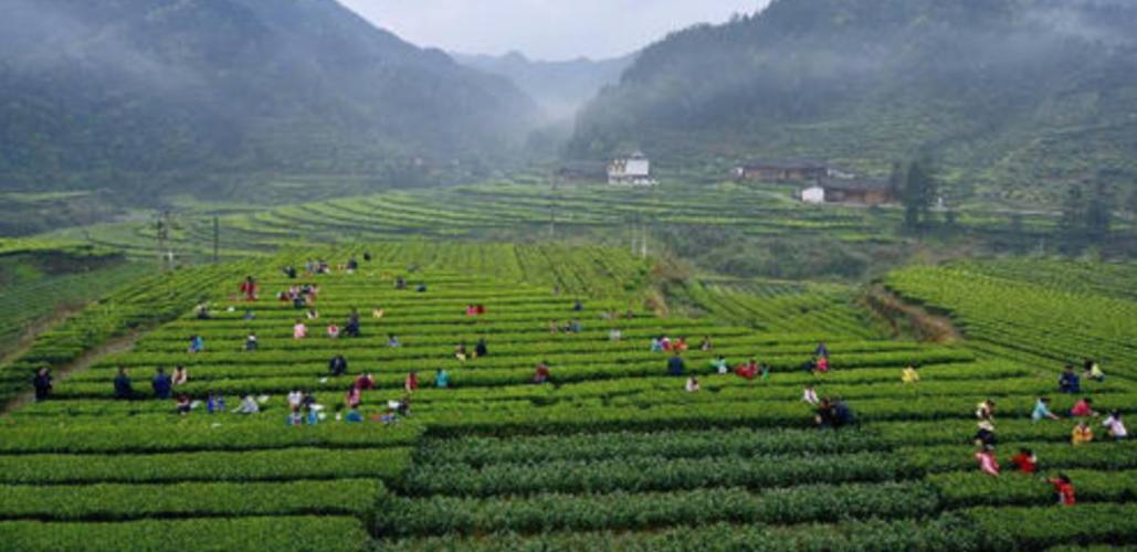 建设富硒农产品基地(富硒农业示范基地建设)-硒宝网