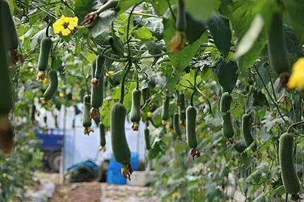 建设富硒农产品基地(富硒农业示范基地建设)-硒宝网