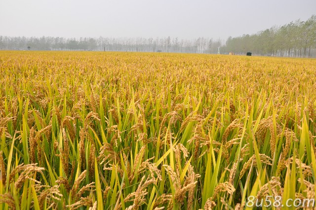 富硒农产品怎样生产(富硒农业)-硒宝网