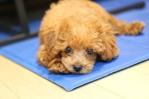 狗狗补钙吃什么好（狗狗补钙吃好还是吃好）-硒宝网