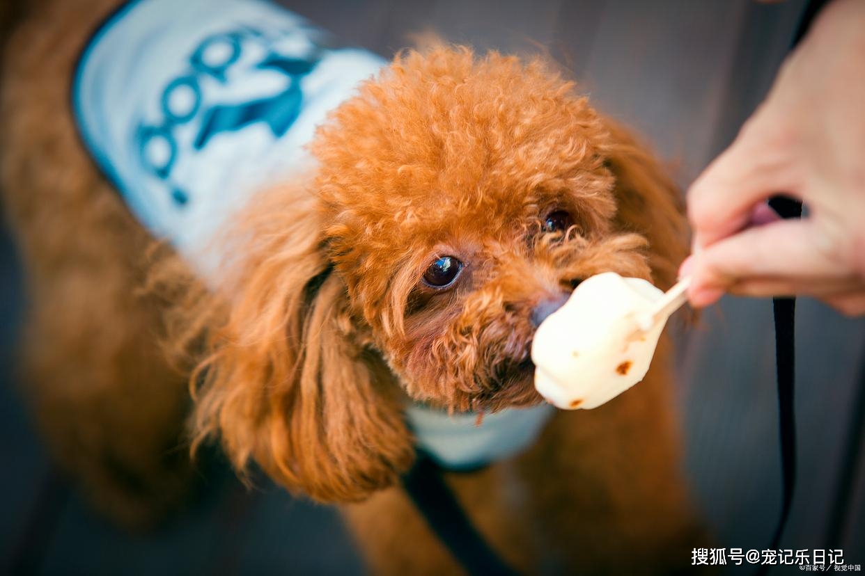 狗狗补钙吃什么好（狗狗补钙吃好还是吃好）-硒宝网