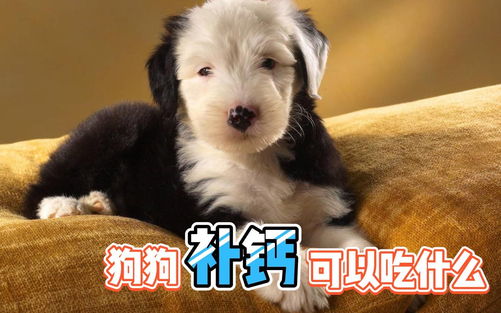 狗狗补钙吃什么好（狗狗补钙吃好还是吃好）-硒宝网