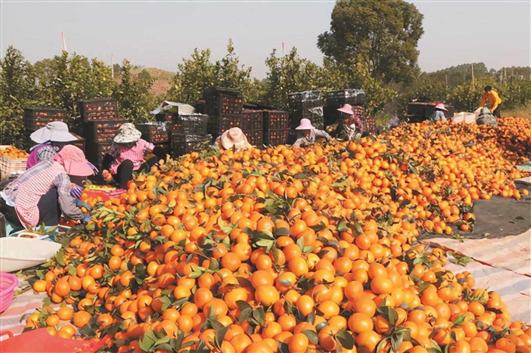 南宁富硒农产品基地（广西富硒农产品）-硒宝网