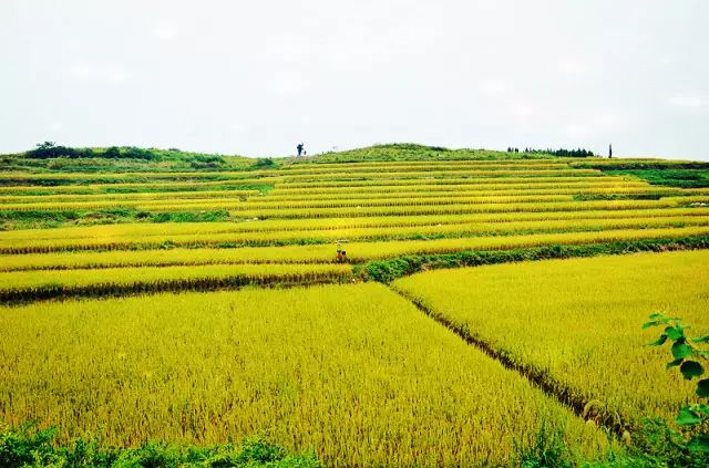 新田县富硒产品企业（新田富硒农业）-硒宝网