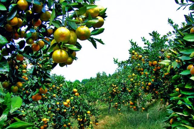 新田县富硒产品企业（新田富硒农业）-硒宝网