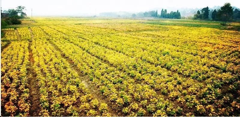 新田县富硒产品企业（新田富硒农业）-硒宝网