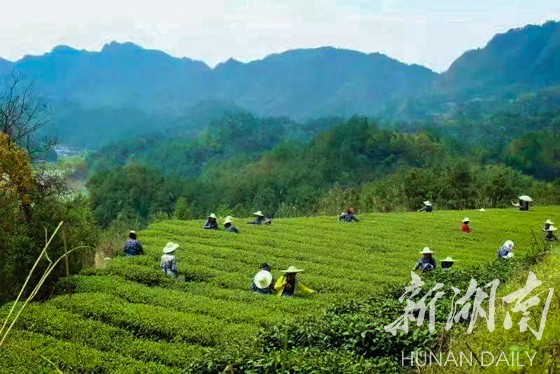 慈利天然富硒农产品(慈利县富硒)-硒宝网