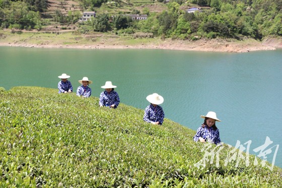 慈利天然富硒农产品(慈利县富硒)-硒宝网