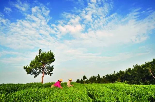 广西富硒农产品游勇(广西富硒农产品游勇)-硒宝网