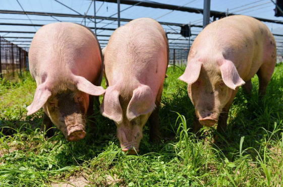 富硒农产品怎么申请(富硒农业补贴)-硒宝网