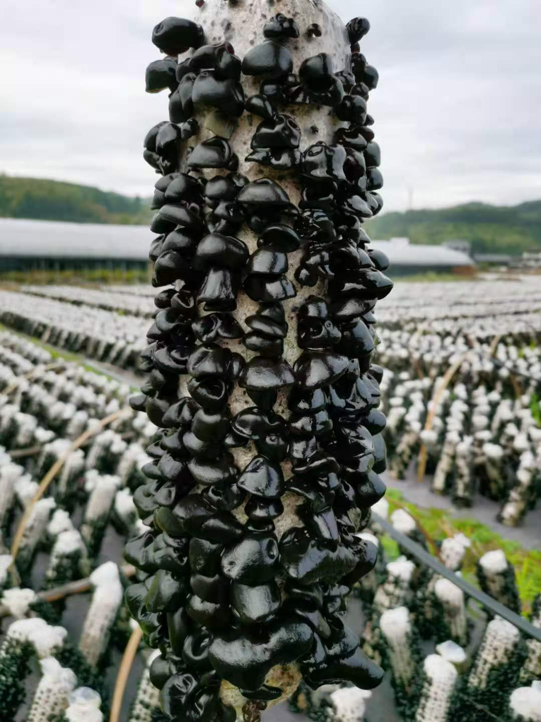 广西富硒认证农产品(广西富硒农产品标准)-硒宝网