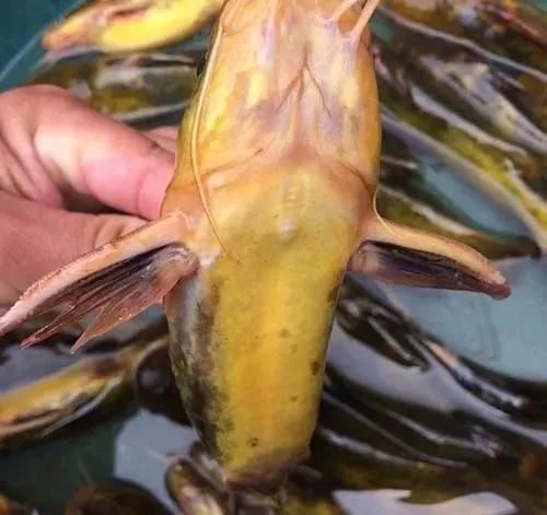 重庆石蟆镇富硒产品(重庆富硒水)-硒宝网