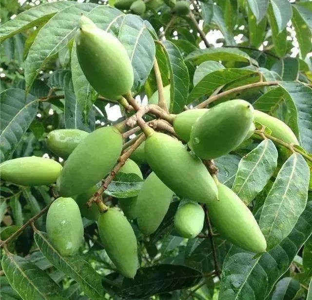 重庆石蟆镇富硒产品(重庆富硒水)-硒宝网