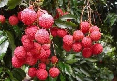 广西富硒农产品清单(广西富硒产品有哪些)-硒宝网