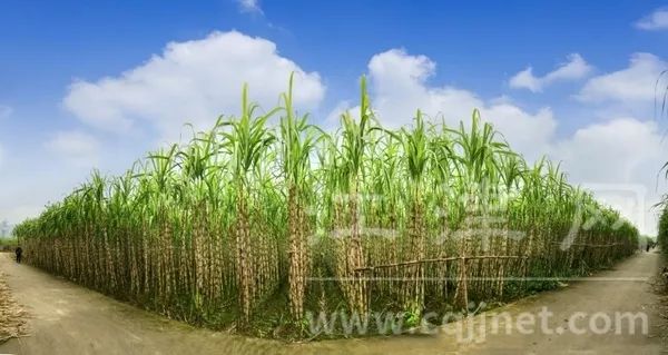 重庆石蟆镇富硒产品(重庆富硒农产品)-硒宝网