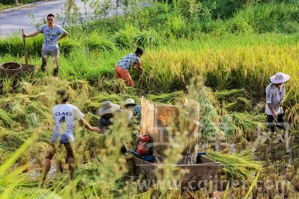 重庆石蟆镇富硒产品(重庆富硒农产品)-硒宝网