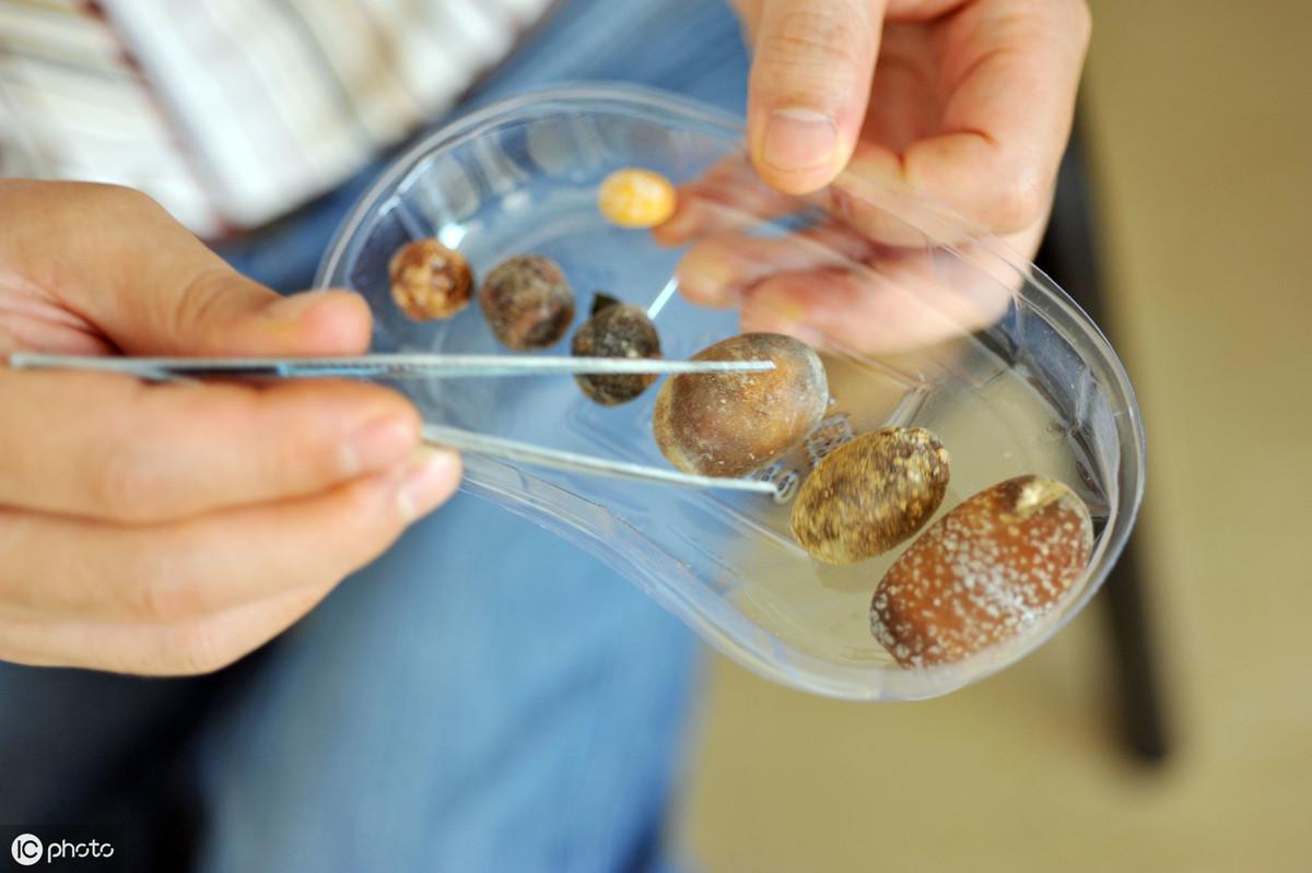 猫咪需要补钙吗(猫咪补钙需要多长时间)-硒宝网