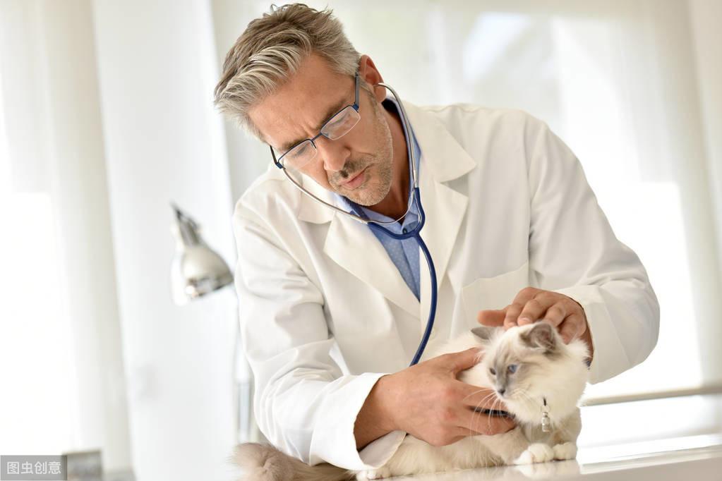 猫咪需要补钙吗(猫咪补钙需要多长时间)-硒宝网