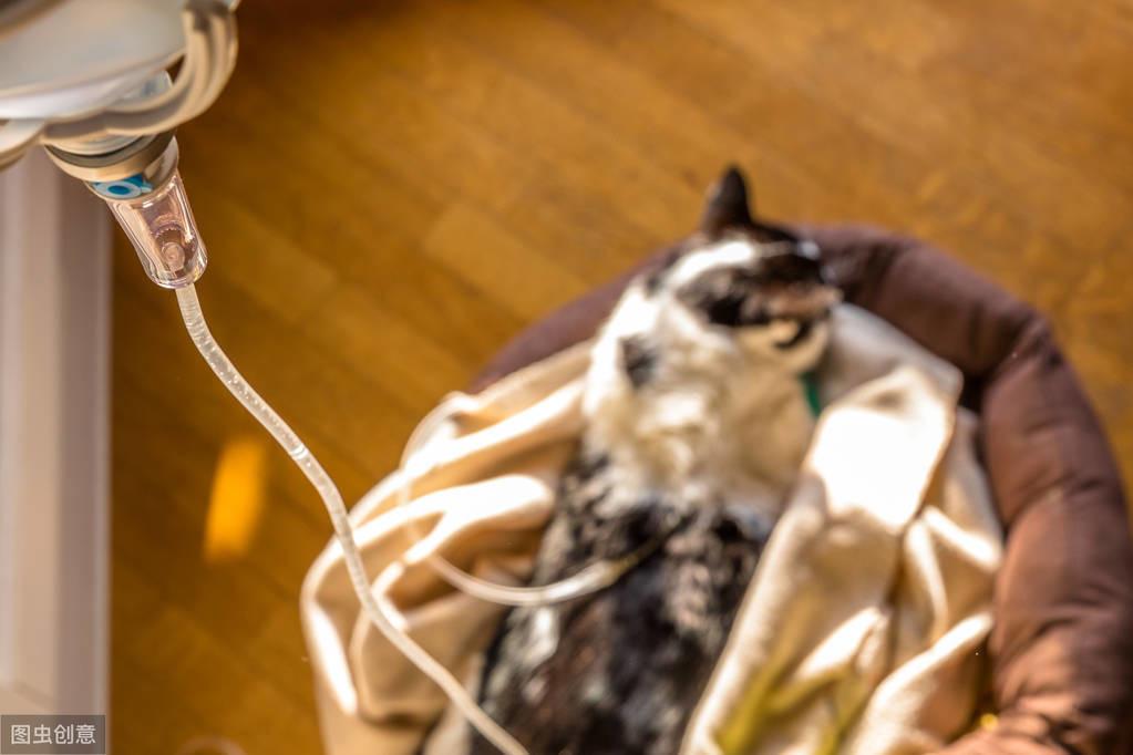 猫咪需要补钙吗(猫咪补钙需要多长时间)-硒宝网