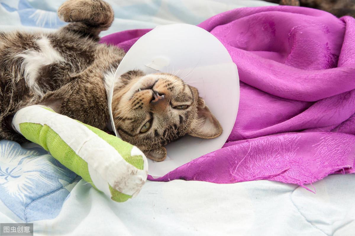 猫咪需要补钙吗(猫咪补钙需要多长时间)-硒宝网