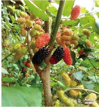 淄川富硒农产品特色(淄博富硒生态园)-硒宝网