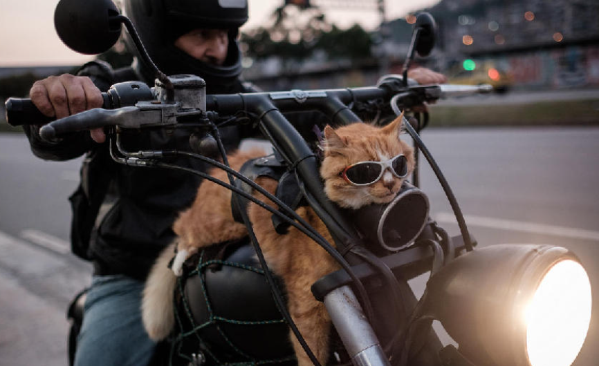 猫咪需要补钙吗（猫咪补钙需要补多久）-硒宝网