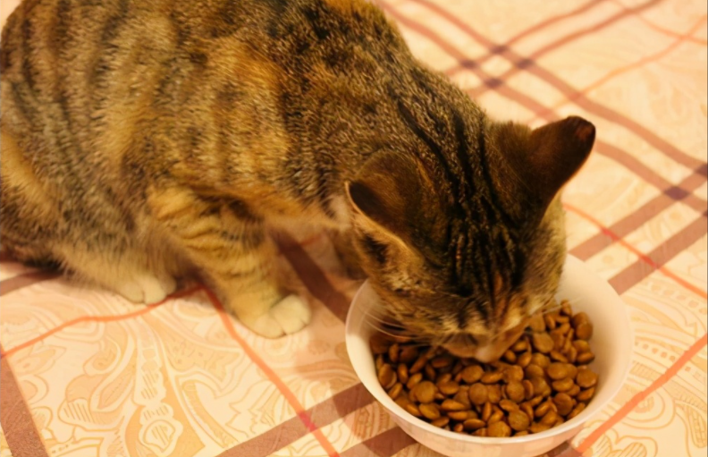 猫咪需要补钙吗（猫咪补钙需要补多久）-硒宝网