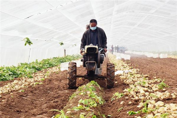 哪里收购富硒农产品(富硒农产品市场前景)-硒宝网