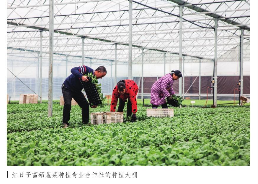 湖北富硒产品博览会(湖北富硒茶的功效与作用)-硒宝网