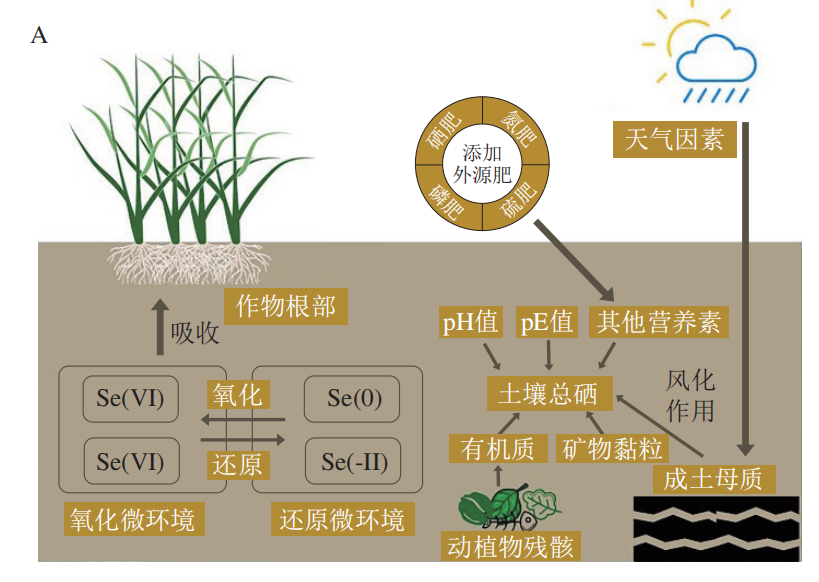 富硒产品的发展趋势(富硒产业发展方向)-硒宝网