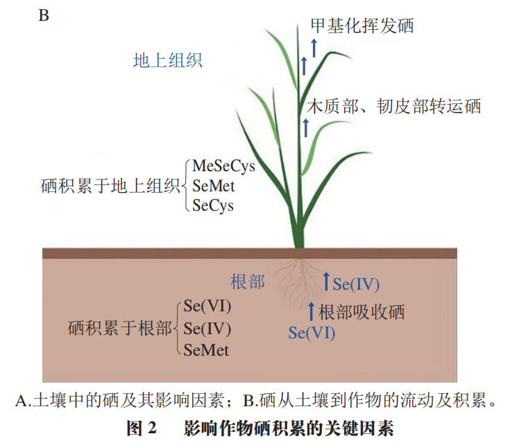 富硒产品的发展趋势(富硒产业发展方向)-硒宝网