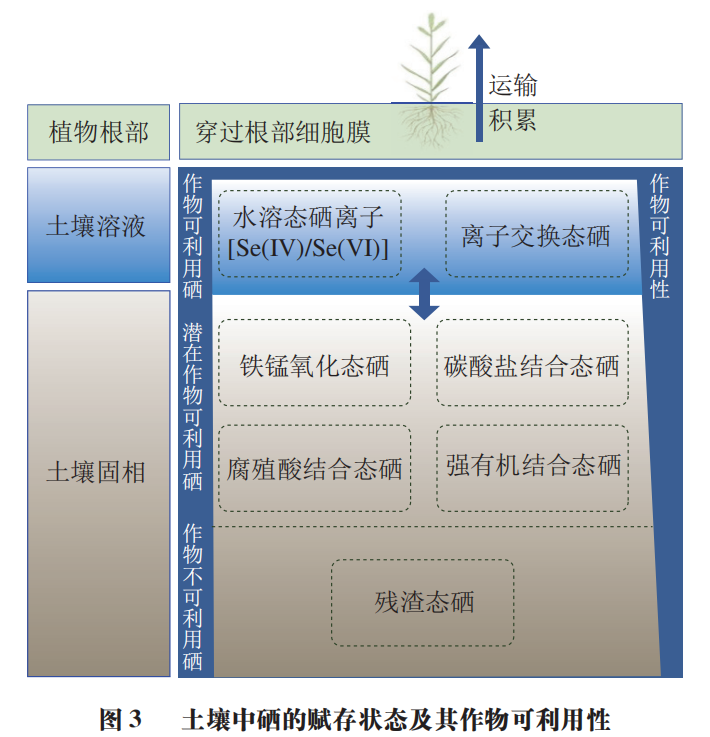 富硒产品的发展趋势(富硒产业发展方向)-硒宝网