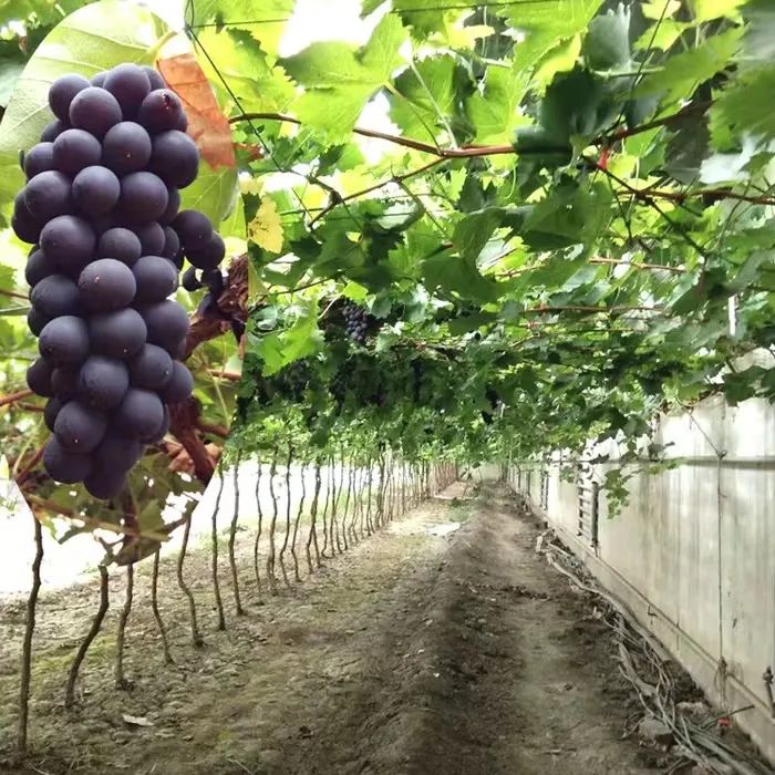 富硒绿色有机农产品(富硒绿色食品)-硒宝网